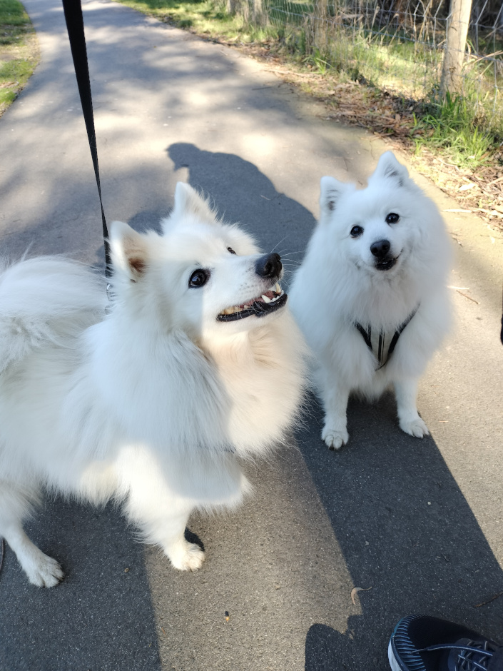 dogs