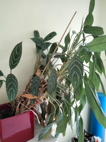 plant closeup